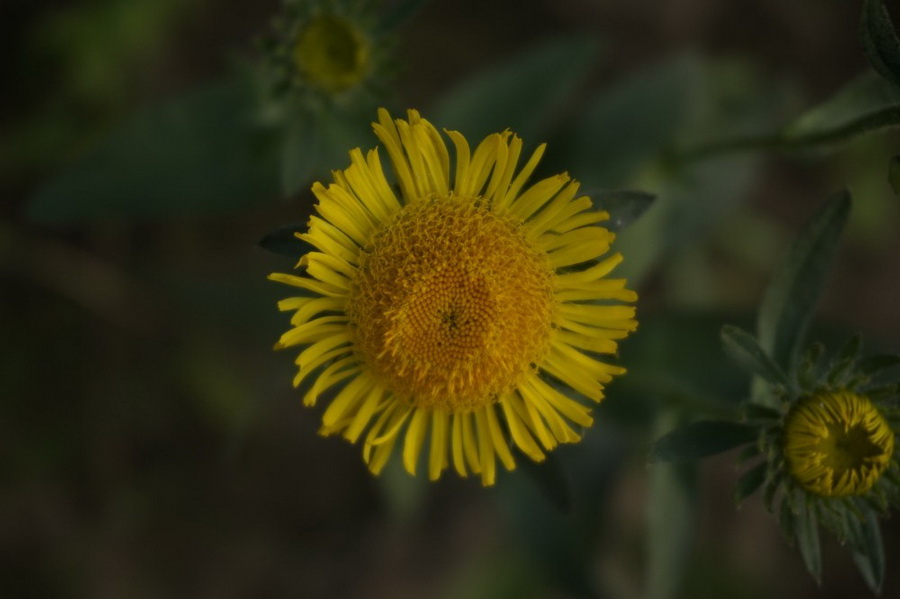 b2ap3_thumbnail__DSC2540.JPG